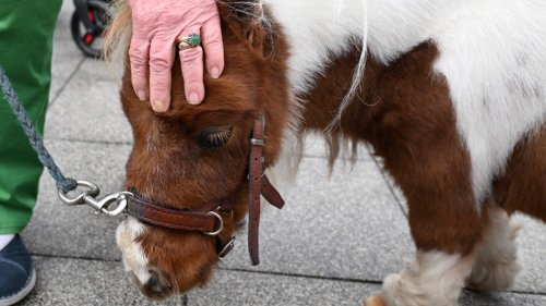 Anwohner mit Ponys protestieren gegen Telekom-Sendemast