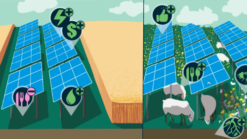 Vorteile von Solarzellen auf Feldern überwiegen