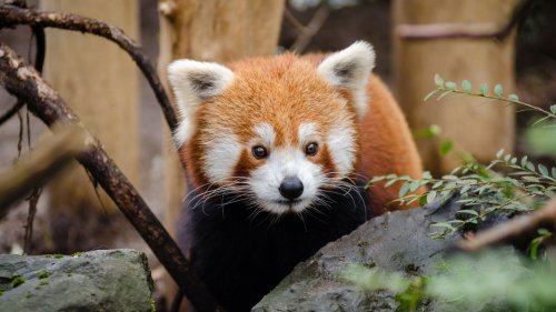 Firefox 118 bringt Offline-Übersetzungen