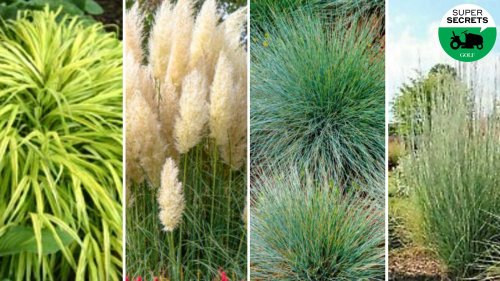 4 eye-catching grass types that will make your yard really pop, according to a superintendent