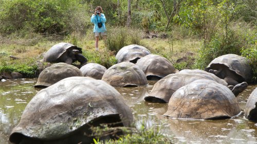 The Galapagos Tortoises Reviving an Island’s Ecosystem