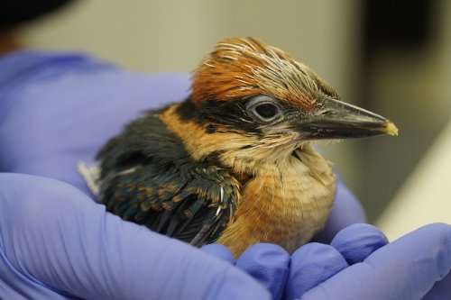 Einst ausgestorbener Eisvogel legt wieder Eier