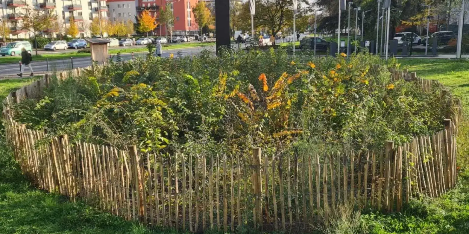 „Mini-Wäldchen“ für besseres Stadtklima