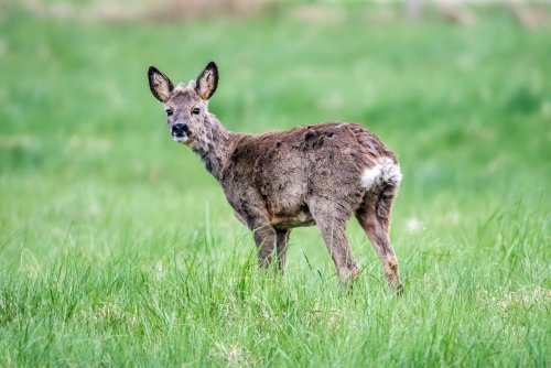 Drohnen retten tausende Rehkitze | Kostenlose Kinderbetreuung senkt Armut in New Mexiko