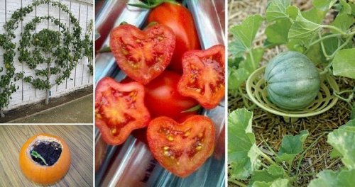20+ Easy and Effective DIY Tricks for Gardening