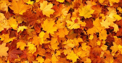 Explicación ¿Qué hace que las hojas cambien de color en el otoño?