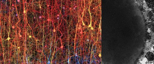 The human brain builds structures in 11 dimensions, discover scientists