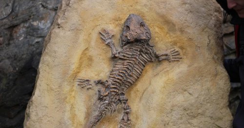 Explicacion: Que es un fosil