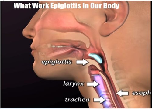 What Work Epiglottis In Our Body