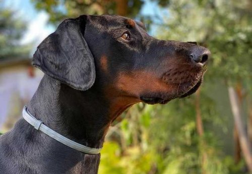 Doberman Dogs: Myths and Truths about Their Aggressiveness
