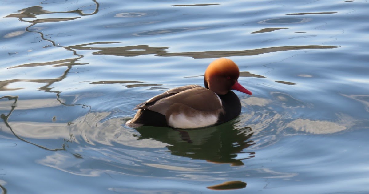 Birding & Beyond: Top Zurich Spots for Summer Nature Walks