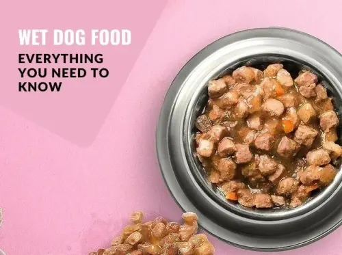 Everything You Need to Know About Wet Dog Food
