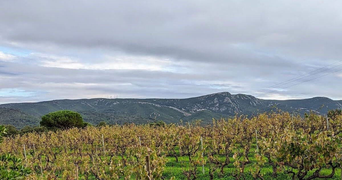 What's It Like to Take a Setúbal Wine Tour from Lisbon?