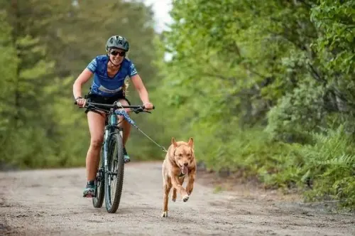 Bikejoring - Keys To Practice This Sport With a Dog - Dogalyo