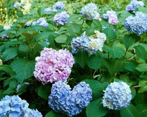 Hoa cẩm tú - Giới thiệu, phân loại và cách chăm sóc hoa