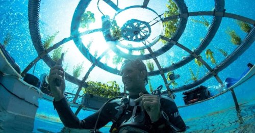 Nemo's Garden: Futuristisches Projekt, mit dem Landpflanzen auch unter Wasser angebaut werden können