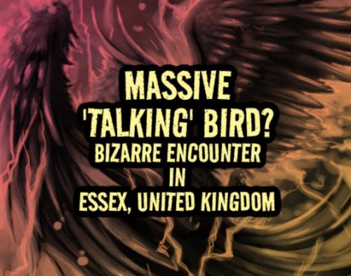 Massive 'Talking' Bird? Bizarre Encounter in Essex, United Kingdom