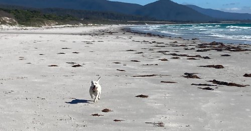 Dogs are valued guests at a Tasmanian beachfront hideaway
