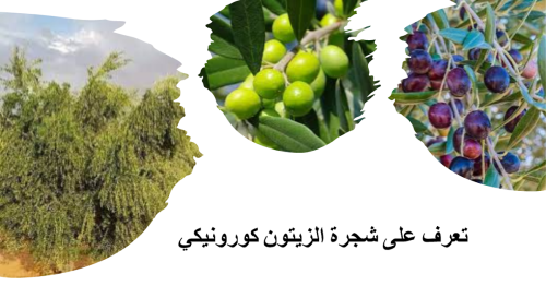 تعرف على شجرة الزيتون كورونيكي