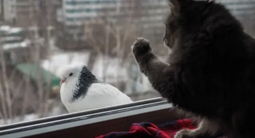 2 house cats caught bird flu in NYC, health officials say