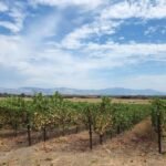 11 Top Santa Ynez Valley Wineries to Try