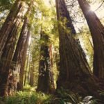 8 Best Places to See Redwoods Near San Francisco