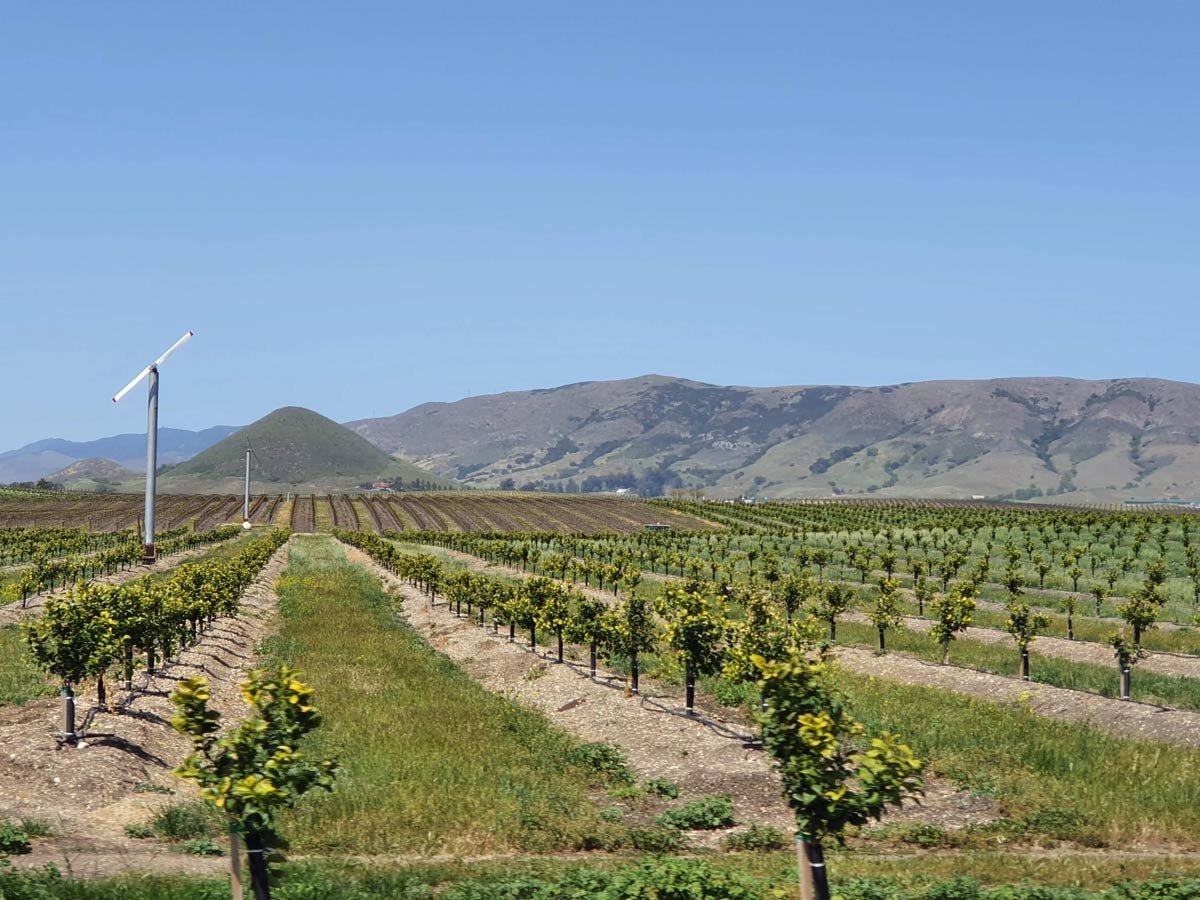 7 Great Wineries in San Luis Obispo to Visit
