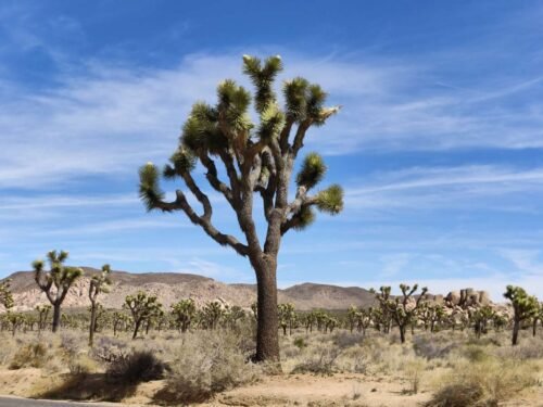Your Guide to Visiting Joshua Tree [2023]