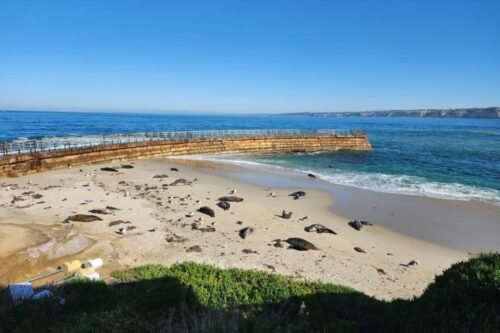 5 Best Spots to See the Sea Lions and Seals in La Jolla
