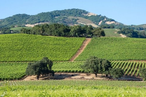 Where to go wine tasting in Sonoma Valley