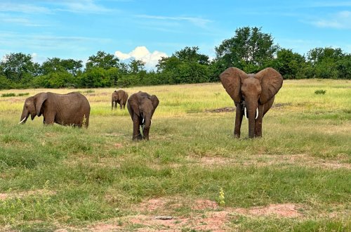 Exploring Southern Africa on CroisiEurope’s 4-Country Land and Cruise Safari
