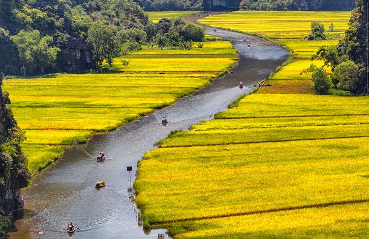 Travel in Vietnam: Rowing Through Rice Fields in Vietnam | Go World Travel Magazine
