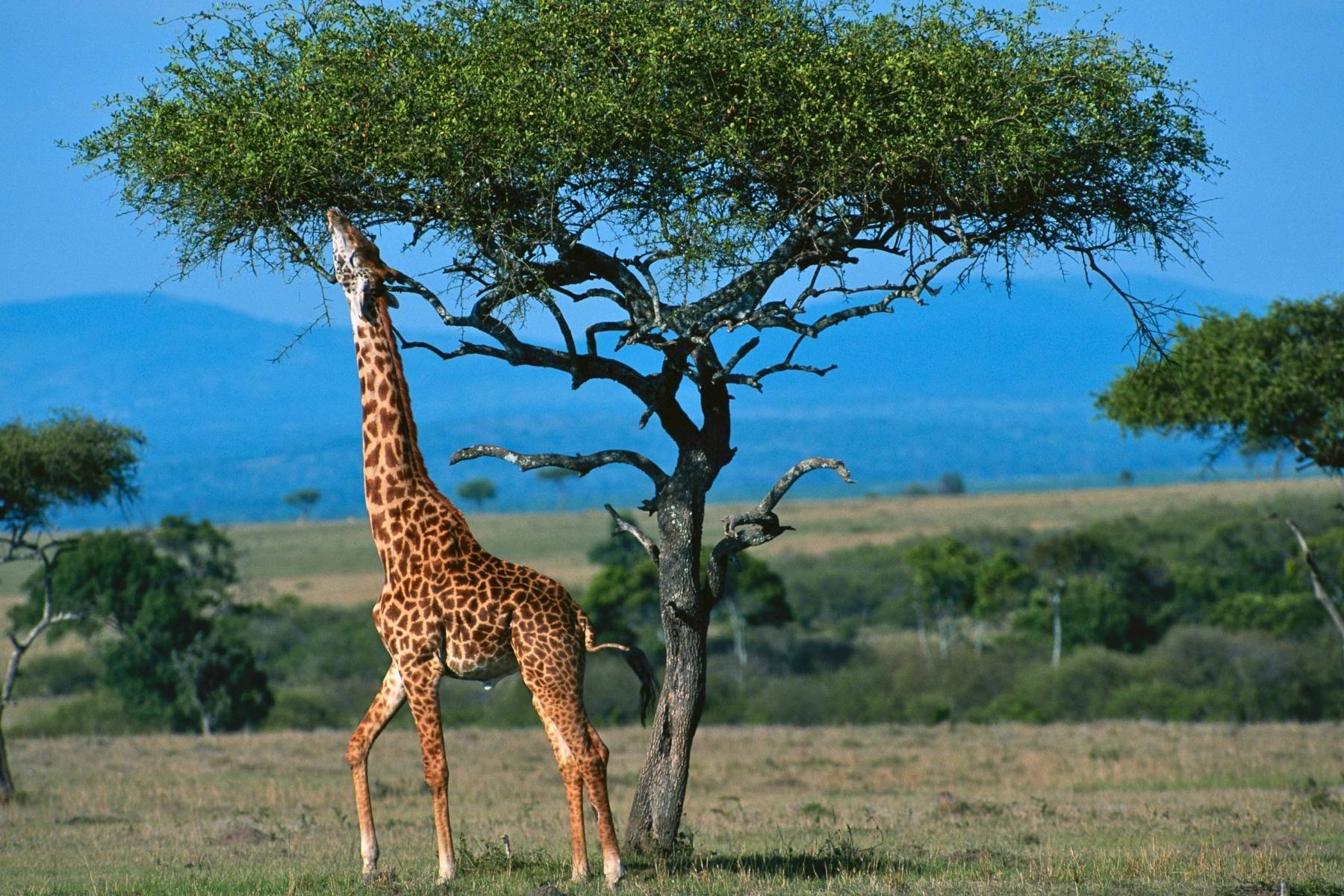 12 Best Places in the World to Go on Safari — And What Makes Each One Unique