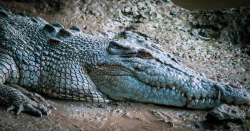 Inside the World’s Oldest Rainforest – Crocs, Cassowaries, and Cape Tribulation