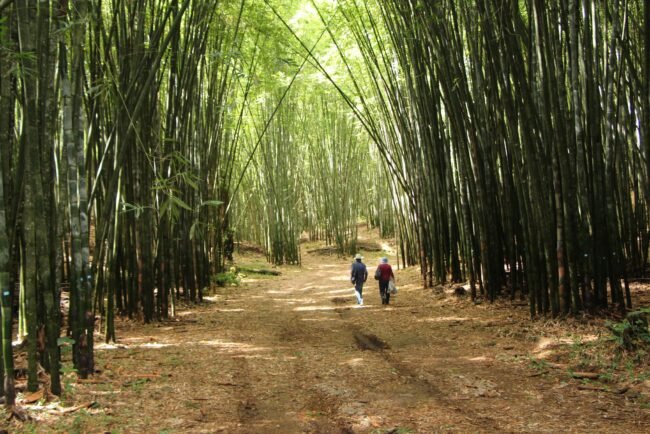 Mexico’s Secret Weapon to Fight Climate Change? Ancient Superfoods