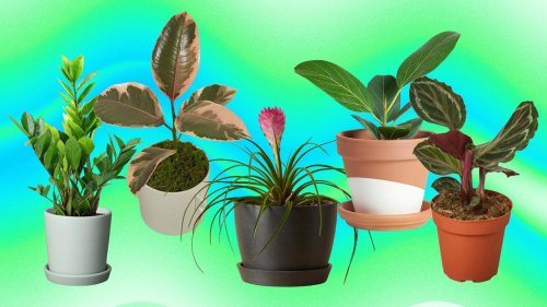 The Best Places to Buy Plants Online