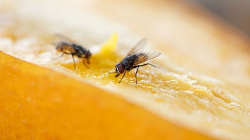 Pourquoi les mouches se frottent-elles les pattes ? Et pourquoi cela peut être très dangereux pour nous, humains ?