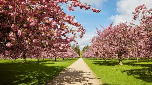 Ce jardin à deux pas de Paris accessible en RER est celui où l’on voit le plus de cerisiers en fleurs au printemps - Grazia