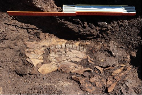 Rhinoceros, Elephant Bones from Paleolithic Age Uncovered in Greece