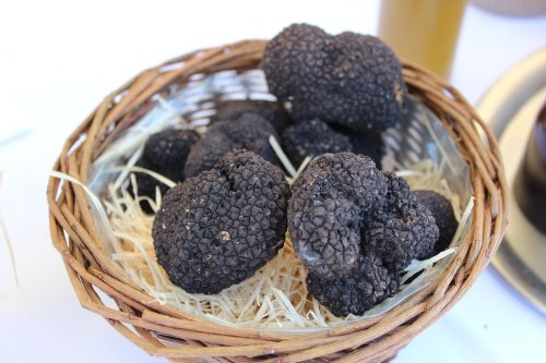 The Greek History of Truffles: It All Started With a Thunderbolt from Zeus