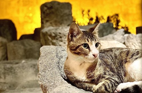 The Adorable Native Cat Breeds of Greece and Cyprus