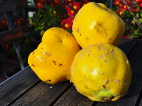 Quince: Greece’s “Golden Apples” Have High Nutritional Value