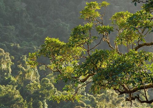 Bird Feared Extinct Spotted First Time After 24 Years