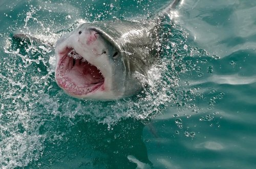 The Deadliest Decade for Shark Attacks in Greece