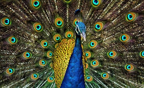 The Peacock in Greek Mythology was Ancient Symbol of Royalty, Power