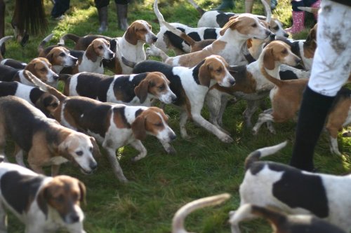 4,000 Dogs Rescued from Animal Experimentation Facility