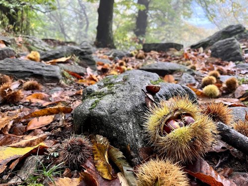 How Chestnut Plantation in Roman Empire Transformed European Forests