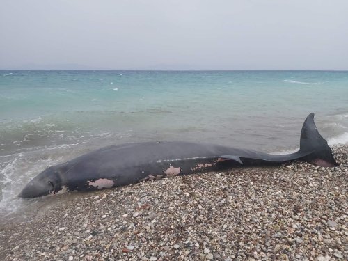Whale Dies in Rhodes, Greece With 15kg of Plastic in its Stomach