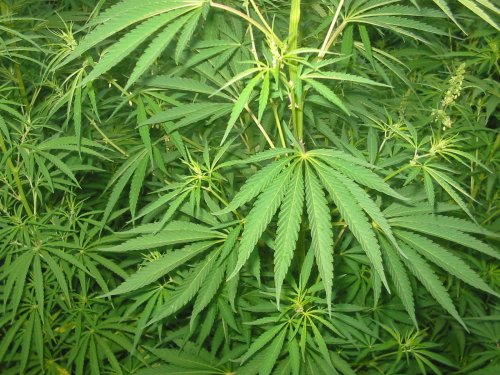 Cannabis Can Prevent COVID-19 Infection, Study Finds
