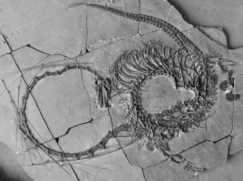 Ancient Fossil Unveils ‘Dragon’ From 240 Million Years Ago